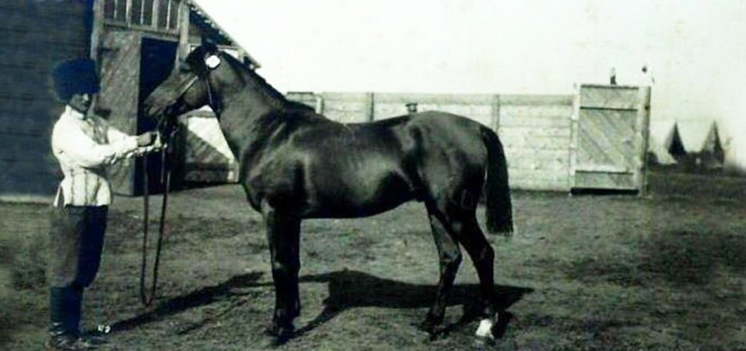 Le cheval Karabagh, 1908