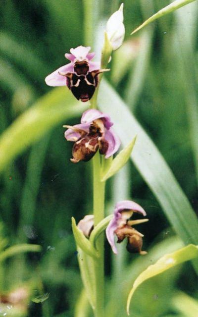 Хары бюльбюль – редчайший цветок, растущий в Шуше