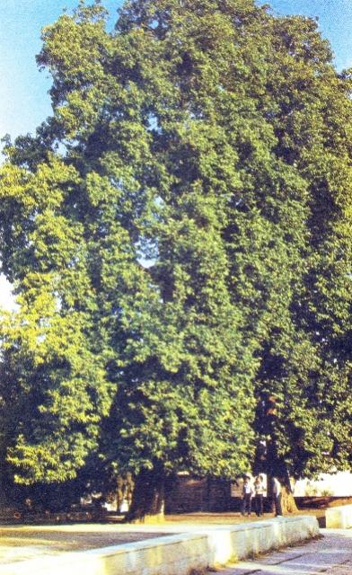 Kubadlı bölgesi. Çınar ağacı yüksekliği 20m, yaşı 300 yıl (1991)