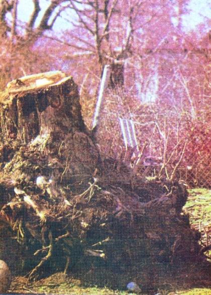 Stump of oak tree cut down by Armenians. Qubadli region