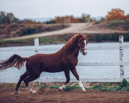 Карабахские кони