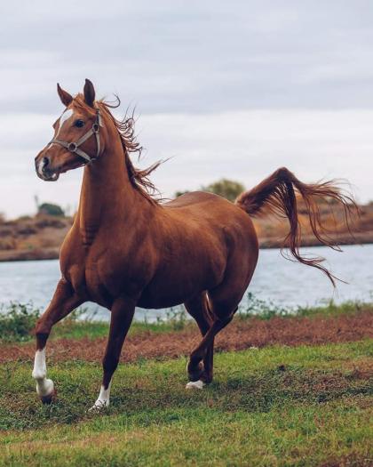 Karabakh Horses